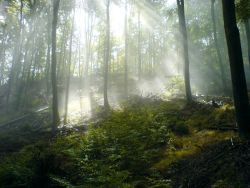 Sonne Wald